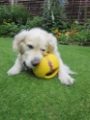 puppy and interball 